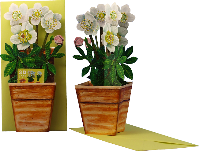 3D-Blumentopfkarte "Christrose"