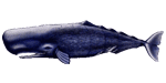 Handicraft sheet Whale