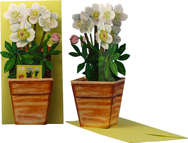 Carte pot de fleurs 3D "Rose de Noël"